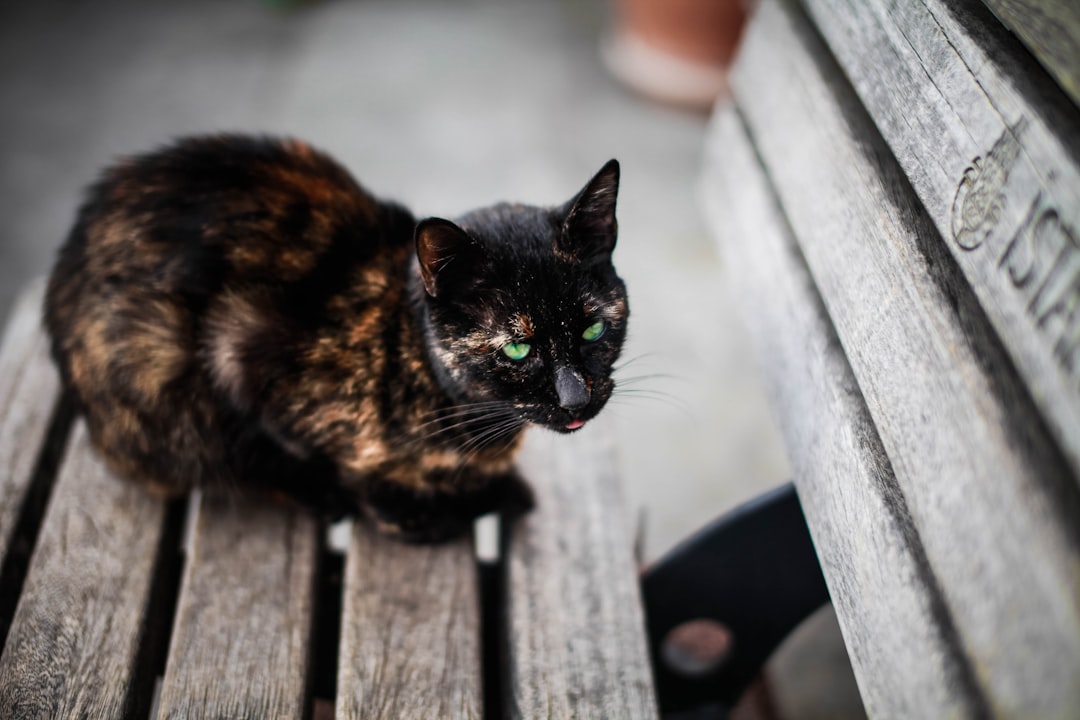 Ontspannen tussen katten en koffie in het kattencafé van Zoetermeer